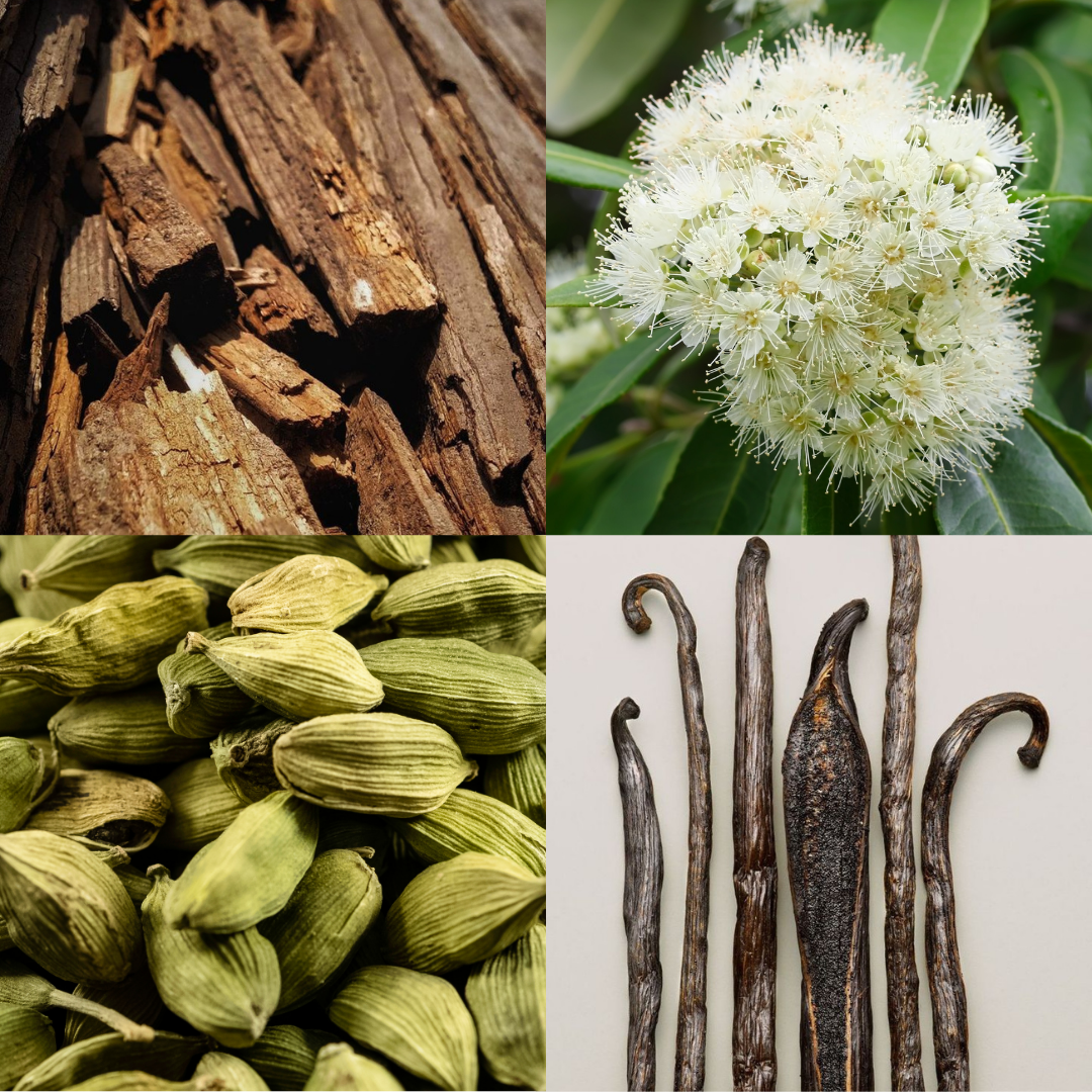 Visual fragrance profile for Blackened Santal featuring notes of cedar wood, white flowers, green cardamom, and vanilla pods.