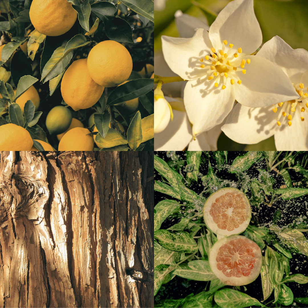 Visual fragrance profile for No Vacancy featuring notes of fresh pomelo, white jasmine flowers, and warm cedarwood.