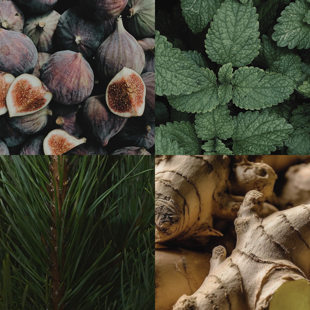 RAAW Alchemy House Cologne scent profile visualization featuring fresh figs, mint, pinewood, and ginger notes.