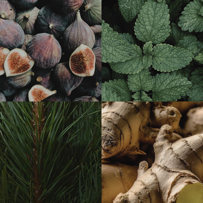 RAAW Alchemy House Cologne scent profile visualization featuring fresh figs, mint, pinewood, and ginger notes.